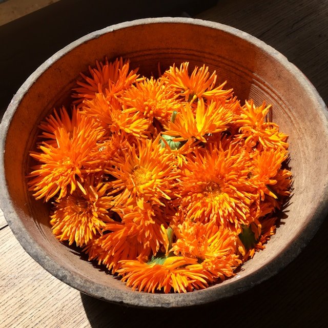 Manfaat Calendula untuk Kulit yang Cantik dan Sehat