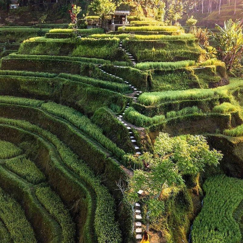 Popular dengan Alamnya, Intip Lokasi Wisata di Ubud untuk Self-healing!